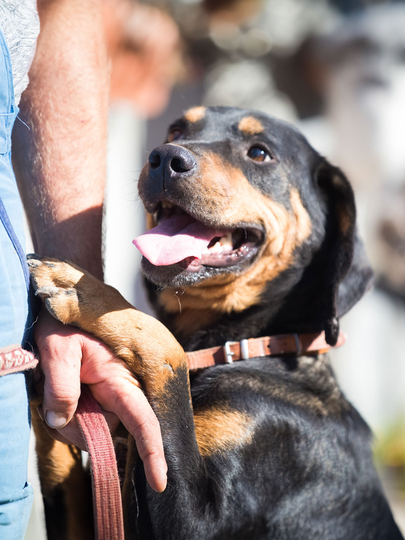 Conseils pour l'adoption - Domaine d'Arya